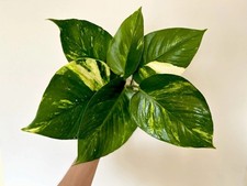 1 x Large Golden Pothos Plant Cuttings 10cm+ | READ DESCRIPTION | Aquarium