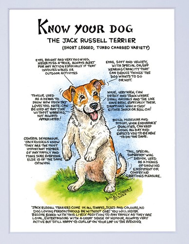 Jack russell tea towel - russell,