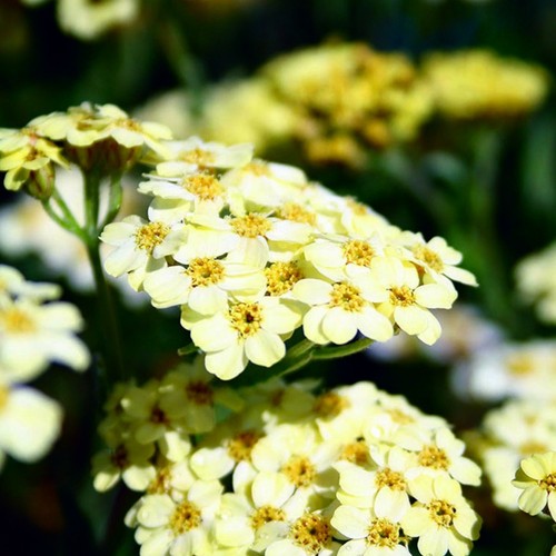 Achillea plug plants garden