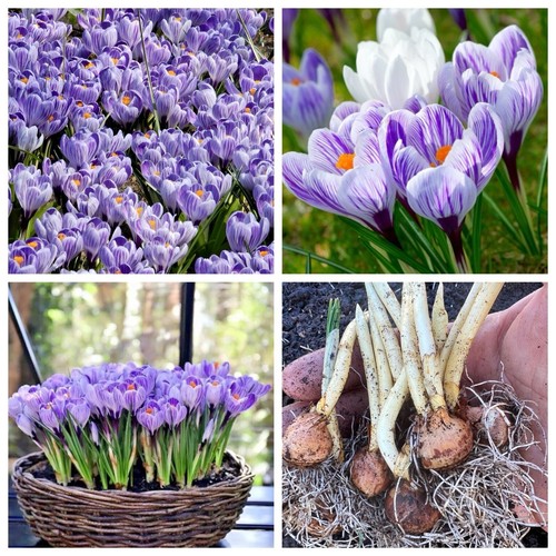 Crocus bulbs pickwick - bulbs,