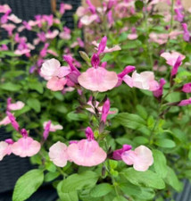 3X SALVIA PEACH MELBA MAGIC