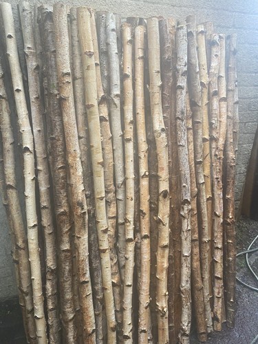 Silver birch trees - silver,
