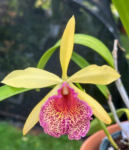 Blc keowee newberry am - 'newberry', am/aos
