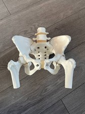 Teaching Medical Model Pelvis