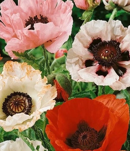 Oriental poppy 100 seeds mix - seeds,