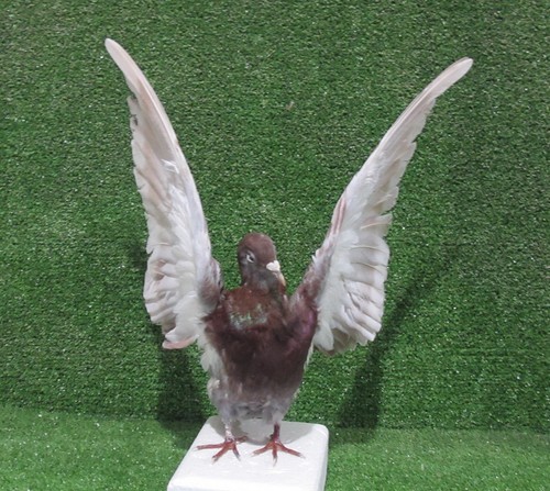 Wings red pigeon - wings,