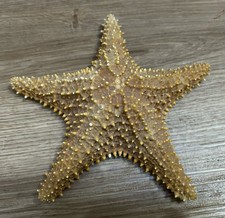 Large Vintage Shell Star fish dried Starfish Ornament Natural  20 cm wide