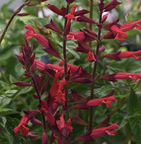 Salvia darcyi splendens - salvia, x