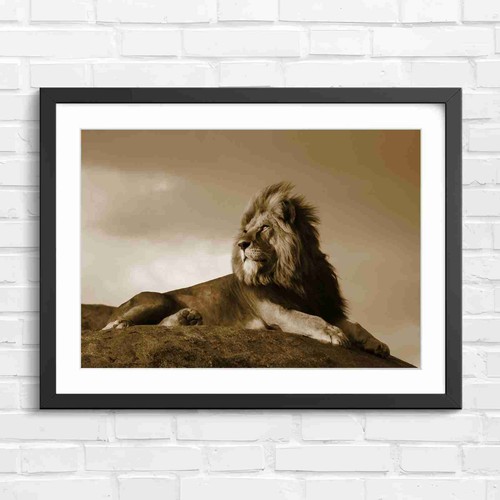 Majestic male lion - male, portrait