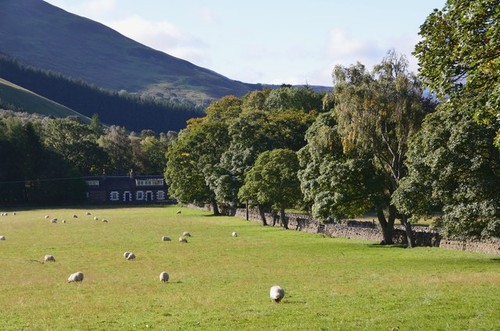 Photo 6x4 sheep pasture - 6x4,