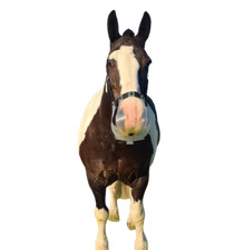 Thinline Flexible Filly