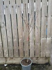 Persimmon Tree Rojo Brilliant
