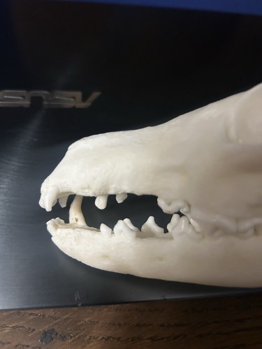 Taxidermy fox skull - taxidermy, with