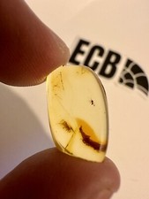 Baltic Amber With Mosquito