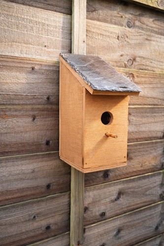 Wooden bird box 32mm hole - bird,