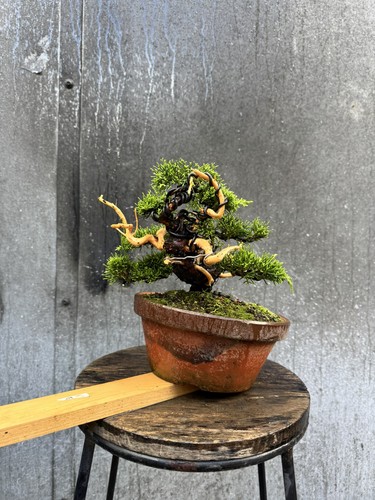 Imported japanese itoigawa - japanese,