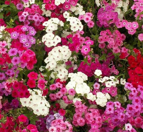 Phlox seeds 300 mixed colors - phlox,