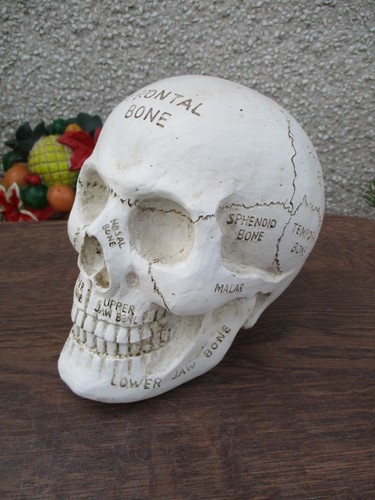 Educational skull ornament - skull,