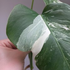 Monstera Deliciosa Albo
