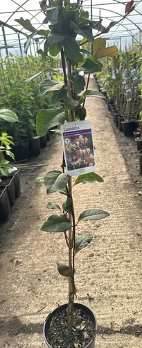 Lonicera periclymenum