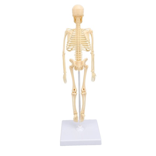 Human skeleton model - skeleton,