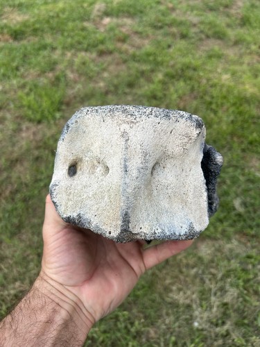 Very large whale vertebrae - large,