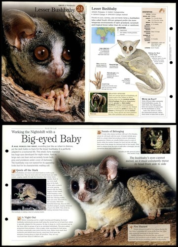 Lesser bushbaby mammals - bushbaby,