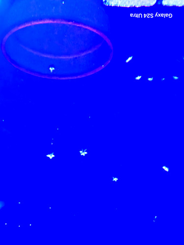 Aquarium star fish - 20,