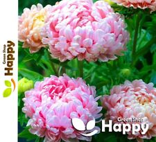 Paeony Aster - 150 Seeds -