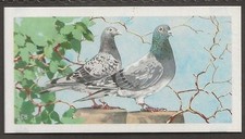 BROOKE BOND (TEA)-(SOUTH AFRICA) OUR PETS 1967-#34- HOMING RACING PIGEON