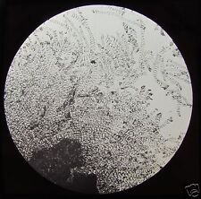 Glass Magic Lantern Slide SPIRAL FIBRE OF THE COLLOMIA SEED X35 C1890 MICROSCOPE