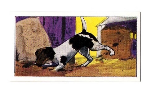 Dogs work collector card - work,