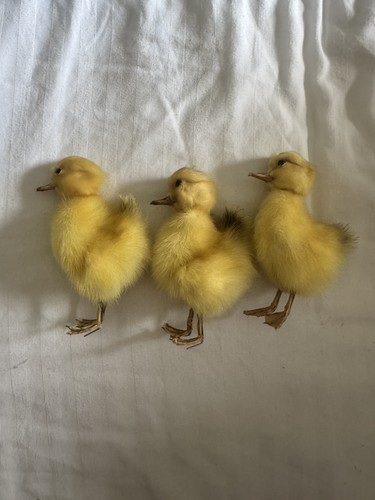 Taxidermy little cute fluffy - little,