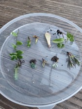 10 Different Succulent, Rooted - Great For Starter