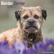 Border Terrier Calendar 2026