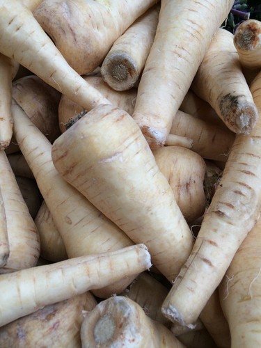 Parsnip gladiator seeds - parsnip,