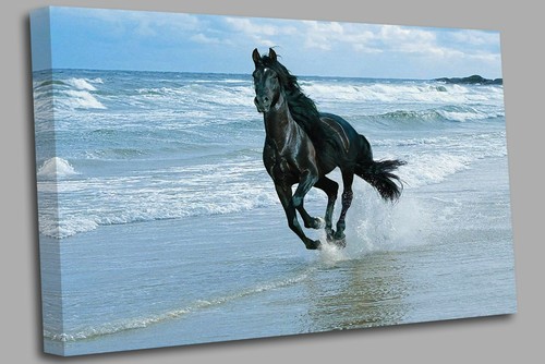 Galloping horse canvas wall - galloping,