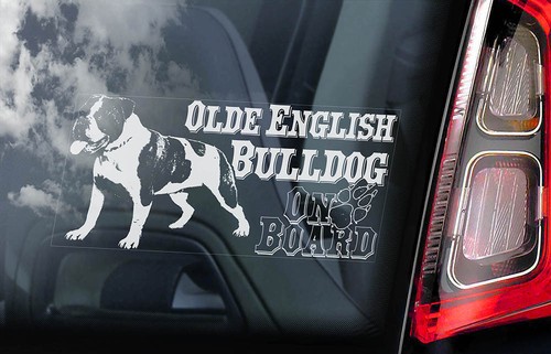 Olde english bulldog - olde,