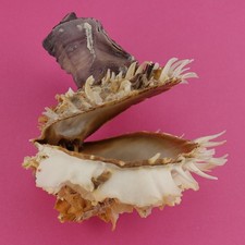 RARE DESCRIBED 107mm OUTSTANDING SPECIMEN SEA SHELLS SEASHELLS MS0076