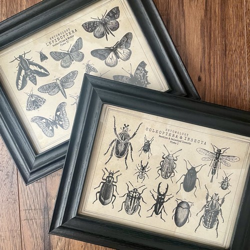 Entomology prints black wood - prints,