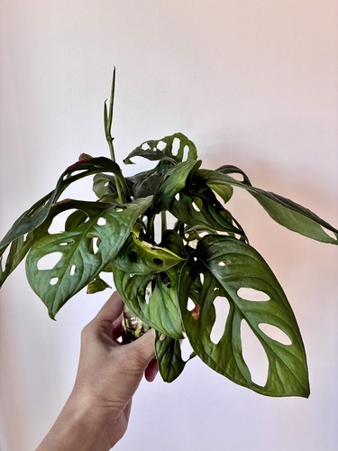Monstera adansonii swiss - /,