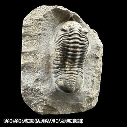 Rare morocconites malladoides - rare,