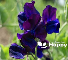 SWEET PEA - NAVY BLUE - 25 SEEDS - Lathyrus Odoratus - LARGE BLUE FLOWER