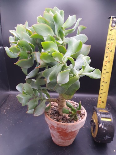 Crassula arborescens - crassula,