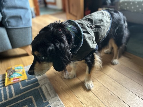 Handcrafted dog green waxed - handcrafted,