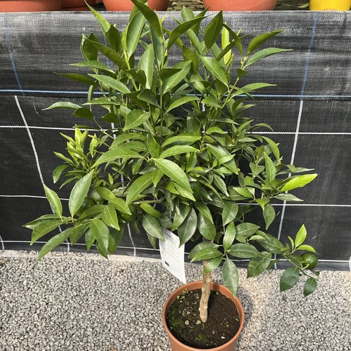 Citrus mandarine sweet tasty - mandarine,