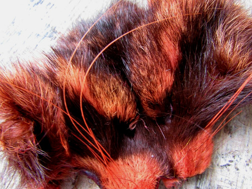 Ifs raccoon mask solar - ifs,