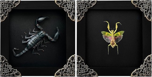 Real green mantis lanternfly - 2,