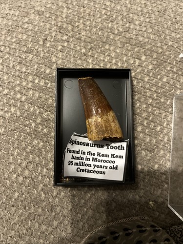 Spinosaurus tooth fossil - spinosaurus, from