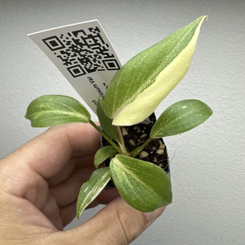 Philodendron gloriosum - philodendron,